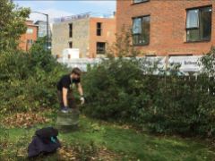 Clearing leaves and bind weed